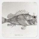 Search for school of fish stickers Fin