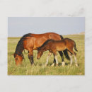 Search for colts postcards Pony