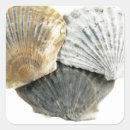 Search for scallop shell stickers Simple