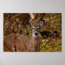 Search for whitetail deer posters Animals
