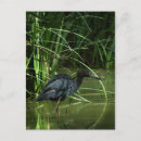 Search for wading postcards Blue