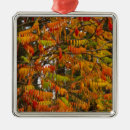 Search for macro christmas tree decorations Chuck haney