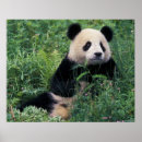 Search for panda bear art Keren su