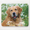 Search for golden retriever mousepads Animals