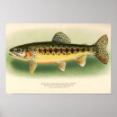 Search for trout posters Outdoor