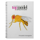 Search for drosophila Genetics