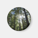 Search for pine magnets Woods