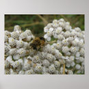 Search for honeybees posters Wildlife