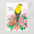 Search for american goldfinch postcards Yellow bird