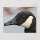 Search for bird watching horizontal postcards Goose