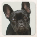 Search for puppy photography Black colour
