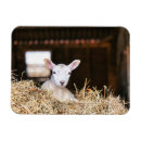 Search for cutest magnets Lamb