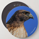 Search for tailed badges Raptor