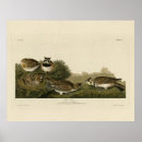Search for larks posters Horned lark