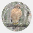 Search for red tailed hawk stickers Wildlife