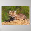 Search for fox pups posters Nature