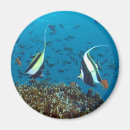 Search for tropical magnets Travel
