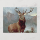 Search for sir Stag