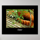 Search for red panda posters Asia