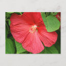 Search for hibiscus flower postcards Floral