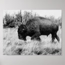 Search for buffalo posters Wildlife