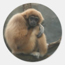 Search for gibbon stickers Primate