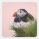 Search for puffin stickers Atlantic