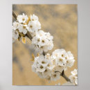 Search for symphonys art Botanical
