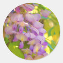 Search for wisteria stickers Purple