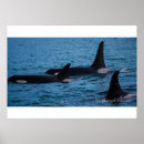 Search for killer whale art Whales