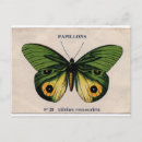 Search for vintage butterfly postcards French