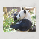 Search for zoo panda postcards Animal