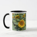 Search for sunflower fields mugs Colourful