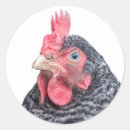 Search for black hen stickers Chicken