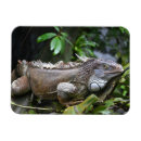 Search for zoo magnets Reptile