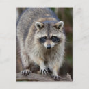 Search for racoon postcards Curious
