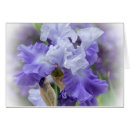 Search for bearded iris Nature