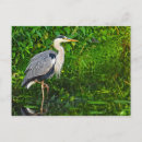 Search for blue heron postcards Wildlife