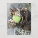 Search for pointer postcards Dog