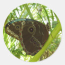Search for morpho stickers Animal