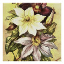 Search for clematis posters Garden