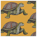 Search for desert turtle Illustration