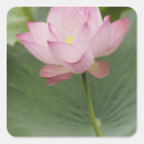 Search for lotus flower stickers Asia