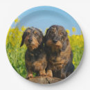 Search for dachshund paper plates Teckel