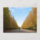 Search for avenue postcards Photography