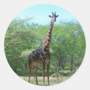 Search for giraffe spots stickers Nature