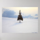 Search for pine trees photography Outdoors