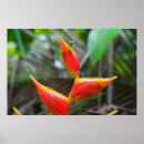 Search for heliconia posters Close up