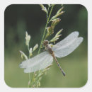 Search for large format stickers Adam jones