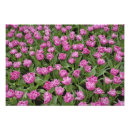 Search for garden foliage posters Tulip